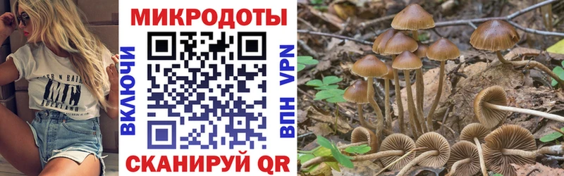 Галлюциногенные грибы Psilocybe  Георгиевск 